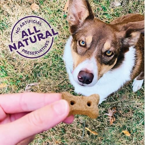 Dog looking at a bone-shaped treat with 'No Artificial Preservatives' text.