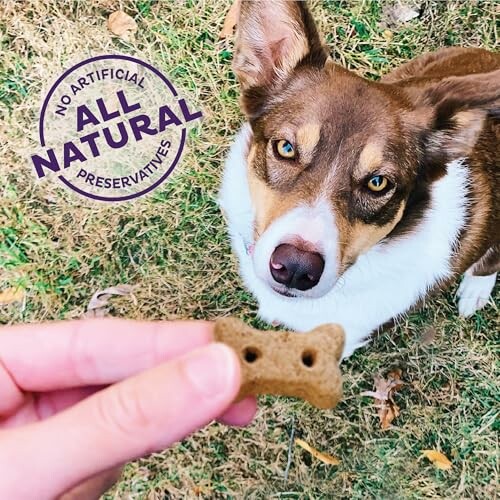 Dog looking at a bone-shaped treat with 'All Natural' label.